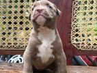 American Bully Puppy