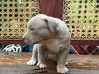 American Bully Puppy