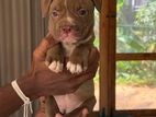 American Bully Puppies