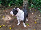 American Bully for Crossing