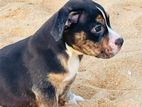 Americam Bully Puppies XXL