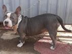 American Bully