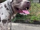 American Bull Dog for Kind Home