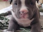 American Bully Puppy