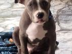 American Bully Puppy