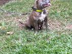 American Bully Dog