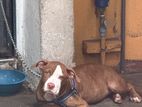 American Bully