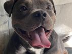American Bully Adult Male