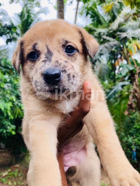 American Bully Mixed German Shepherd Puppy for Sale in Minuwangoda | ikman