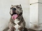 American Bully for Crossing