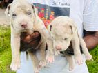 American Bully Puppies
