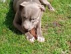 American Bully Dog For Kind Home
