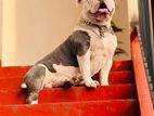 American Bully Male for Crossing