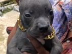 American Bully Champagne