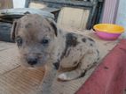 American Bully Crossed Puppies