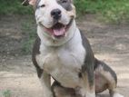 American Bully Crossing
