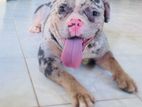 American Bully Male Dog for Crossing