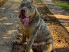 American Bully for Crossing