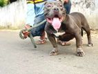 American Bully Dog for Crossing