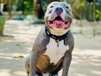 American Bully for Crossing