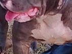 American Bully Crossing