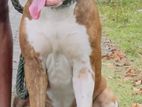 American Bully for Crossing