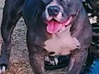 American Bully Crushing