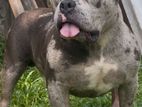 American Bully Dog Crossing