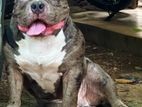 American Bully Dog for Crossing