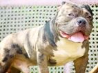 American Bully Dog for Crossing