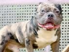American Bully Dog for Crossing
