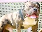American Bully Dog for Crossing