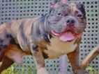 American Bully Dog for Crossing