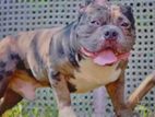 American Bully Dog for Crossing