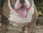 American bully dog for crossing