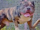 American bully Dog for Crossing