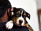 American Bully Dog