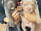 American Bully Puppies