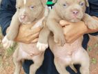 American Bully Puppies