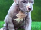 American Bully Dog