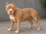 American Bully Dog