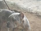 American bully dog