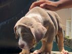 American Bully Dog