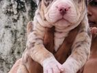 American Bully Puppy