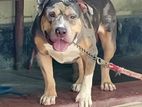American Bully Dogs