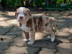 American Bully Puppy