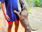 American Bully Female Dog