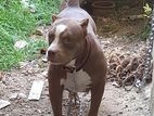 American Bully Female Dog