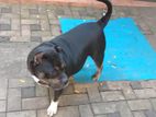 American Bully Female Dog