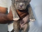 American Bully Female